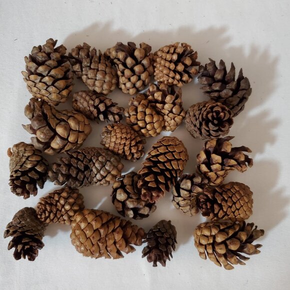 Natural Unscented Wooded Pinecones – Holiday Décor – Bag of (23) Pieces - Picture 2 of 4